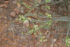 Cissus quadrangularis